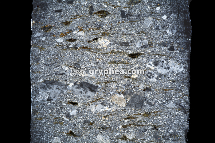 Migmatite LPA x1,5 - gryphea.com
